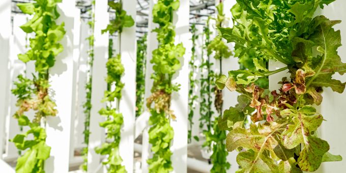 Indoor Farming with Towers