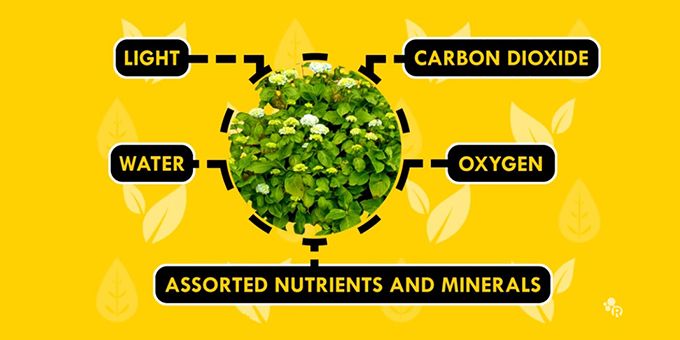 How Science Helps an Indoor Farm