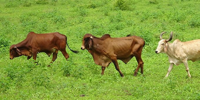 Digital Farming in Organic Agriculture	