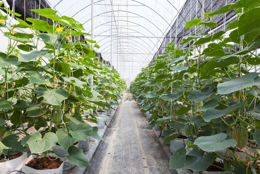 2021 Top Article - Indoor Agtech 2021, an Evolving Landscape