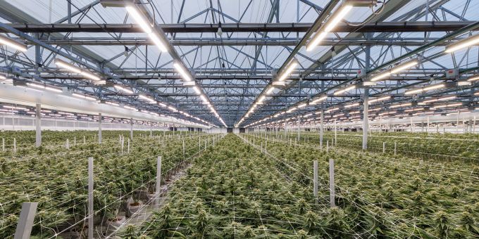 Green Fields Leverages Fluence VYPR Fixtures to Produce High-Quality Crops Year Round