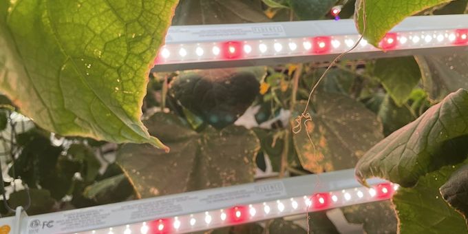 How Intercanopy Lighting Can Help Your Grow