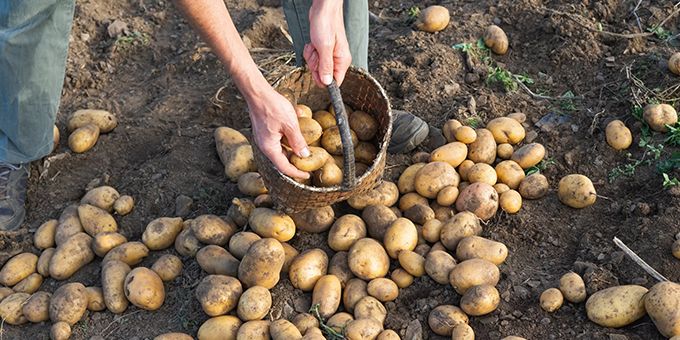 Farmers Crack Down on Finding ‘Needle in the Potato-sack’