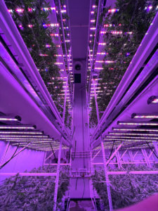 grow rack flower room