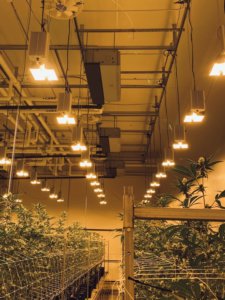 HID grow lights