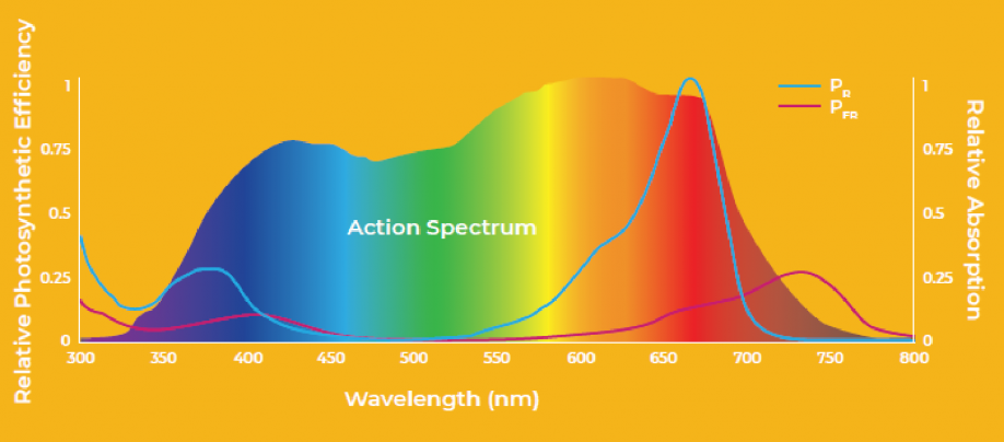 Light interaction with plants: Reflection, Emission and Absorption