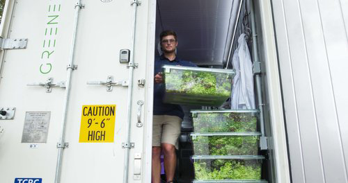 the farm manager piles up bins of hydroponic lettuce to be sold to campus dining